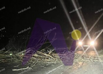 VIDEO // Mai mulți șoferi, blocați pe traseul Bălți-Florești din cauza unui copac căzut pe carosabil